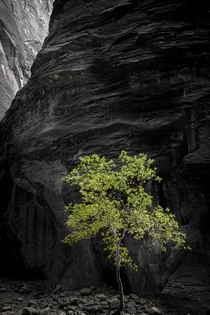 Lonely Tree - Zion National Park Utah  IG brendancerutti