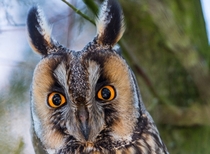 Long-eared owl Asio otus Patrick Pleul 