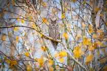 Long-eared Owl Photo credit to Arjan Stalper