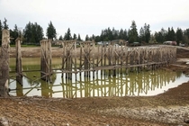 Long submerged railroad trestle on the bottom of the drained Lake Tapps in Pierce County Washington Photographer unknown 