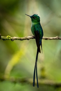 Long-tailed sylph hummingbird in Ecuador 