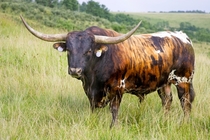 Longhorn bull Are bulls agriculture 
