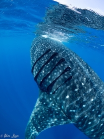 Look at those gills Whale Shark