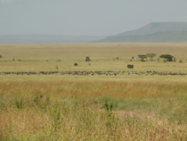 Looking across the Serengeti Tanzania 