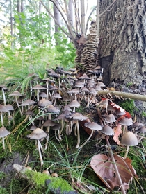 Looking like an middle earth village Fungi in Southern Ontario x OC