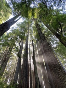 Looking up at the mighty redwood forest in California USA The light rays are mother nature showing off