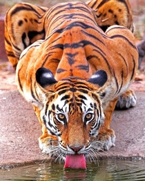 Looks thirsty Panthera tigris