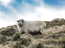Lord Sheep  somewhere in Ireland