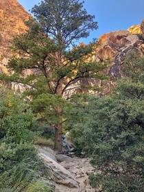 Lost Creek Trail at Red Rock Canyon Las Vegas NV 