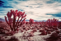 Lost in Mojave - Mojave CA 