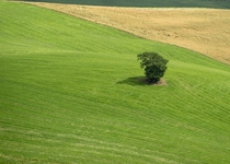 Lost Tree Val dOrcia Tuscany  x  