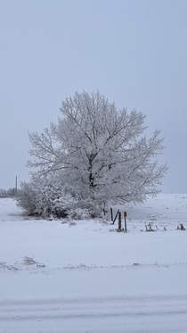 Lots of hoar frost on this mornings drive East of Calgary Alberta