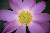 Lotus flower at Kenilworth Park 
