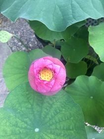 Lotus flower in Kyoto Japan