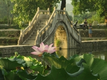 Lotus Flower Nelumbo nucifera 