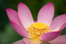 Lotus flower Nelumbo nucifera 