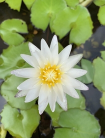 Lotus in Bangkok