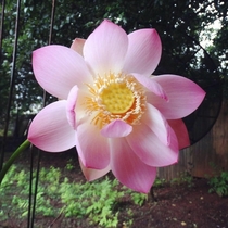Lotus in my backyard blooms after  years
