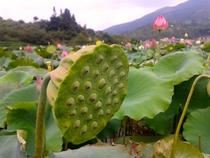 Lotus pod China 