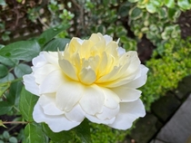 Lotus style white rose Photo credit to Andrew Hopkinson
