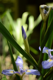 Louisiana Iris 
