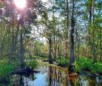 Louisiana Swamp 