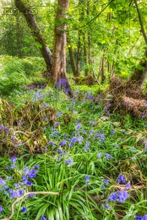 Love Bluebells at Spring Time - Billinge Woods Blackburn UK 