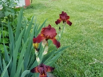 Love these burgundy iris Hampered by a late frostthey press on