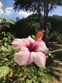 Lovely hibiscus in the sun