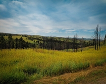 Lovely Landscape in Custer State Park Colorado  kevbahner