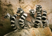 Lovely Lemurs Lemuriformes 