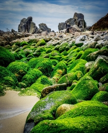 Lovely mossy rocks Carmel California 