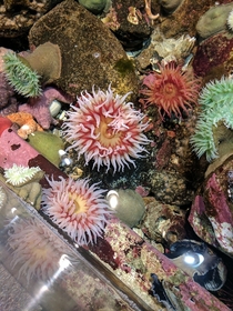 Lovely sea urchin 