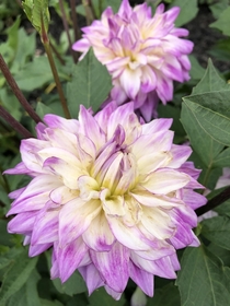 Loving these dahlias from my garden