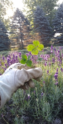 Luck and Love from when I harvested lavender during the pandemic