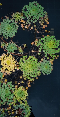 Ludwigia Sedioides AKA Mosaic Plant