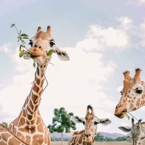 Lunch time Giraffes