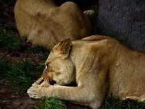 Lunchtime for lions  x