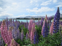 Lupin Bloom at Lake Tekapo New Zealand 