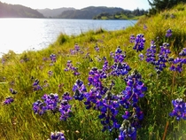 Lupine bloom Bon Tempe Lake Marin California 