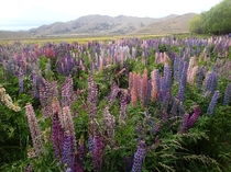 Lupine blooming in Central Otago New Zealand 