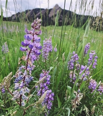 Lupine in Boulder CO 