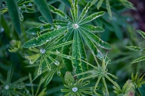 LupineLupinus leaves after the rain This plant fascinates me It looks so beautiful when the water droplets are thereOC