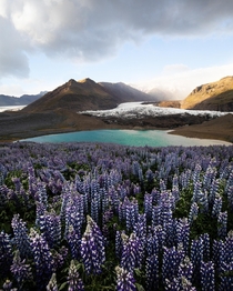 Lupines in Iceland cause quite the controversy but you cant deny their beauty 