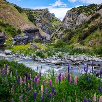 Lupins along a river Arthurs Pass New Zealand 