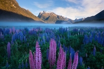 Lupins at dawn New Zealand OC x williampatino_photography