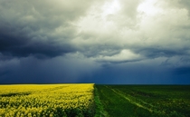 Lurking thunder - Denmark Rape and Grass fields  x
