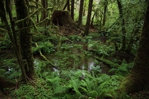 Lush Greenery in the Hoh Rainforest - Olympic National Park 