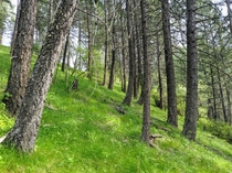 Lush Idaho forest 