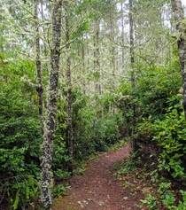Lush lichen filled forest along the Oregon coast 